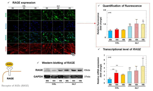 Activation of RAGE expression