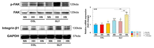 Activation of mechanotransduction pathway