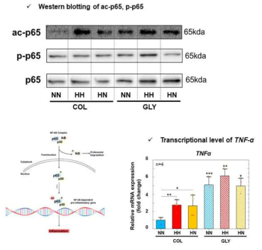 Activation of pro-inflammatory gene by p65 activation