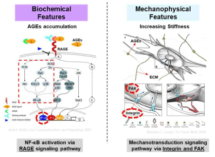 Two features of glycated collagen for regulating cell signaling pathway