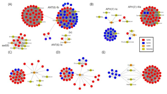 돼지와 소에서 발견된 항생제 내성 유전자와 NCBI, CARD에 존재하는 항생제 내성 유전자간의 네트워크. 실선은 서열 유사도 100%를 나타내며, 점선은 서열 유사도 70% 이상을 나타냄 (A) ANT(6), (B) APH(3’), (C) tetQ, (D) tetX, (E) tetM