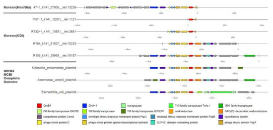 QnrB4 그룹의 항생제 내성 유전자들의 유전자 구조