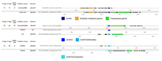 Qnr4/QnrB44/QnrB10 유전자와 주변 유전자들의 구조