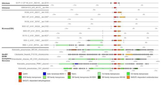 QnrB1 그룹의 항생제 내성 유전자들의 유전자 구조
