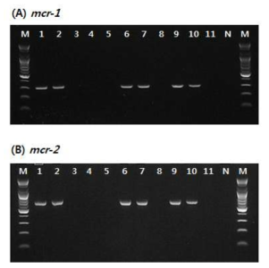 Detection of amplified colistin resistance gene products for mcr-1(A) and mcr-2(B) from antimicrobial resistant strains isolated in 2017-2019. * Lane M: 100bp DNA ladder, Lane 1~11: Colistin resistant strains isolated from clinical and environmental samples, Lane N: Negative control