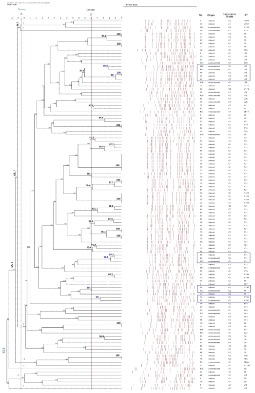 UPGMA analysis of PFGE profiles of E. coli isolates, showing PFGE fingerprint