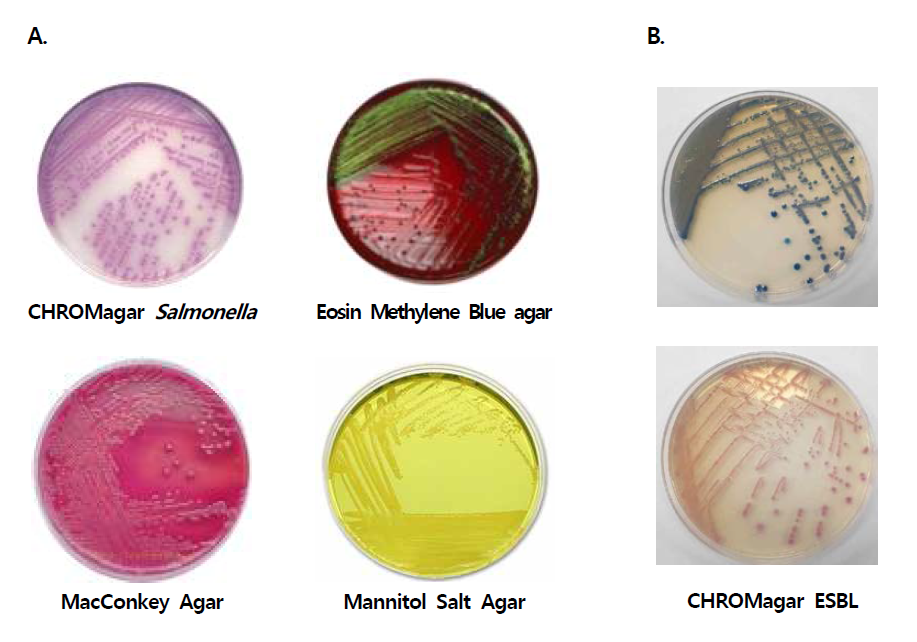 Selective media used to isolation of pathogenic(A) and antimicrobial resistant(B) bacteria