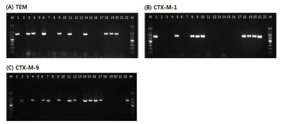 Detection of amplified ESBL gene products for blaTEM(A), blaCTX-M-1(B) and blaCTX-M-9(C) from antimicrobial resistant strains isolated in 2017. * Lane M: 100bp DNA ladder, Lane 1~22: ESBL-producing strains isolated from clinical and environmental samples