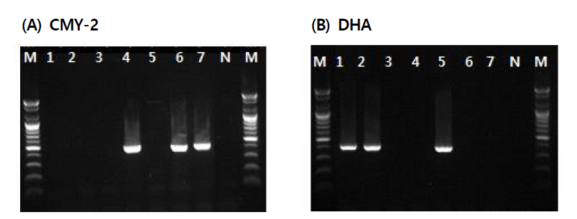 Detection of amplified PABL gene products for blaCMY-2(A), blaDHA(B) from antimicrobial resistant strains isolated in 2017. * Lane M: 100bp DNA ladder, Lane 1~7: PABL-producing strains isolated from clinical samples and environmental samples, Lane N: Negative control