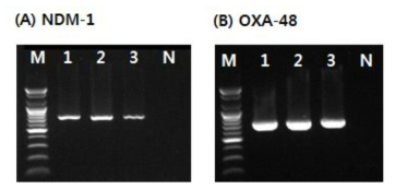 Detection of amplified Carbapenemase gene products for blaNDM-1(A) and blaOXA-48(B) from antimicrobial resistant strains isolated in 2017. * Lane M: 100bp DNA ladder, Lane 1~3: PABL-producing strains isolated from clinical samples, Lane N: Negative control