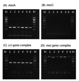 Detection of amplified methicillin resistance gene products for mecA(A), mecC(B), SCCmec type(C, D) from methicillin resistant strains isolated in 2017. * Lane M: 100bp DNA ladder, Lane 1~6: methicillin resistant strains isolated from clinical samples