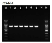 Detection of amplified ESBL gene products for blaCTX-M-1 from antimicrobial resistant Salmonella strains isolated in 2018. * Lane M: 100bp DNA ladder, Lane 1~6: ESBL-producing Salmonella strains isolated from clinical samples, Lane N: Negative control