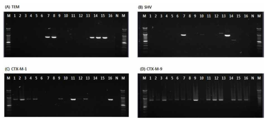 Detection of amplified ESBL gene products for blaTEM(A), blaSHV(B), blaCTX-M-1(C) and blaCTX-M-9(D) from antimicrobial resistant E. coli strains isolated in 2018. * Lane M: 100bp DNA ladder, Lane 1~16: ESBL-producing strains isolated from clinical and environmental samples, Lane N: Negative control