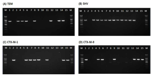 Detection of amplified ESBL gene products for blaTEM(A), blaSHV(B), blaCTX-M-1(C) and blaCTX-M-9(D) from antimicrobial resistant K. pneumoniae strains isolated in 2018. * Lane M: 100bp DNA ladder, Lane 1~15: ESBL-producing strains isolated from clinical and environmental samples