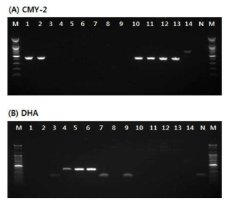 Detection of amplified PABL gene products for blaCMY-2(A) and blaDHA(B) from antimicrobial resistant strains isolated in 2018. * Lane M: 100bp DNA ladder, Lane 1~14: PABL-producing strains isolated from clinical and environmental samples, Lane N: Negative control