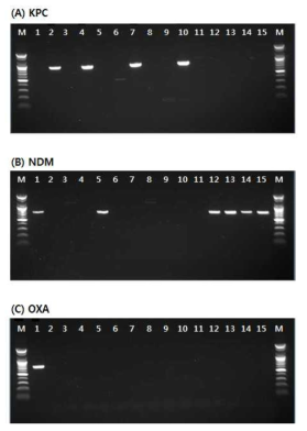 Detection of amplified Carbapenemase gene products for blaKPC(A), blaNDM-1(B) and blaOXA-48(C) from antimicrobial resistant strains isolated in 2018. * Lane M: 100bp DNA ladder, Lane 1~15: PABL-producing strains isolated from clinical and environmental samples