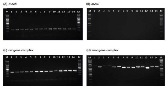 Detection of amplified methicillin resistance gene products for mecA(A), mecC(B), ccr gene complex(C) and mec gene complex(D) from methicillin resistant strains isolated in 2018. * Lane M: 100bp DNA ladder, Lane 1~14: methicillin resistant strains isolated from clinical samples, N: Negative control