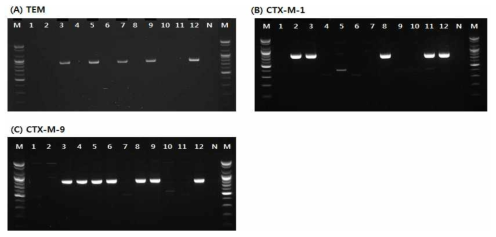 Detection of amplified ESBL gene products for blaTEM(A), blaCTX-M-1(B) and blaCTX-M-9(C) from antimicrobial resistant E. coli isolated in 2019. * Lane M: 100bp DNA ladder, Lane 1~12: ESBL-producing E. coli strains isolated from clinical samples and environmental samples, Lane N: Negative control