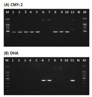 Detection of amplified PABL gene products for blaCMY-2(A), blaDHA(B) from antimicrobial resistant E. coli isolated in 2019. * Lane M: 100bp DNA ladder, Lane 1~11: PABL-producing strains isolated from clinical samples and environmental samples, N; Negative control