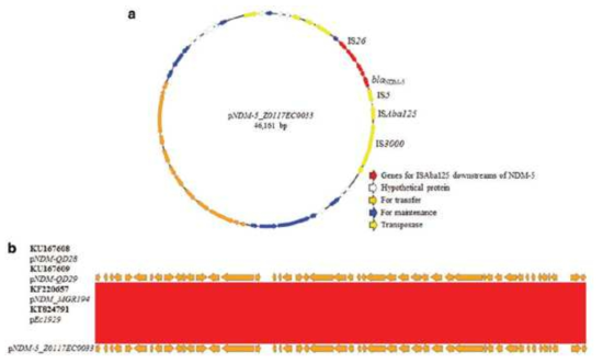 반려견 유래 NDM-5 E. coli의 전장유전체분석: Plasmid의 염기서열 분석