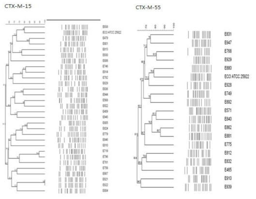 CTX-M-15, -55 E. coli의 PFGE dendrogram