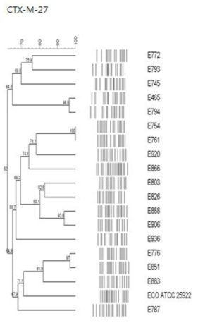 CTX-M-27 E. coli의 PFGE dendrogram