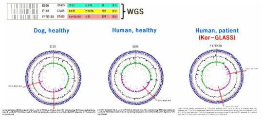 반려견, 보호자, 사람환자에서 분리된 3주의 CMY-2 E. coli ST405의 전장유전체