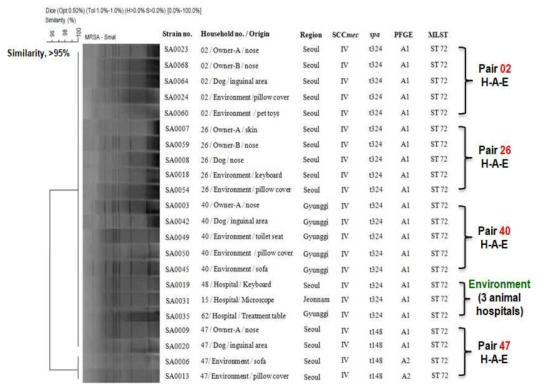 보호자, 반려동물, 주변환경에서 MRSA ST72-SCCmec IV 균종들의 클론성 확인