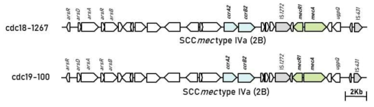 SCCmec casette 유전자 구조(set 02)