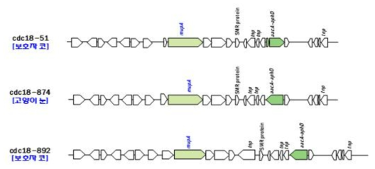 분석된 MRSE의 mupA 유전자 구조