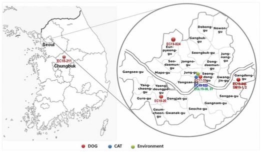 Location of four animal hospitals (Seoul and Chungbuk province) where carbapenem-resistant organisms were detected between 2017 and 2019