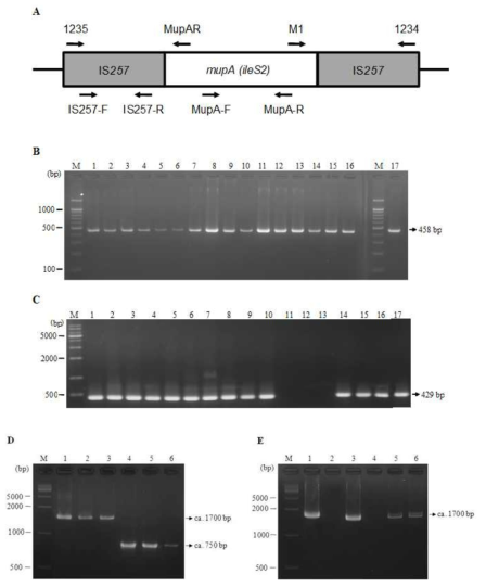 High-level mupirocin resistance associated with plasmid-mediated mupA-IS257 junctions. Primer annealing sites for the detection of mupA gene and adjacent insertion sequence IS257 (A). Detection of mupA and IS257 using simplex PCR (Band C). Lane M of figure A and B, 100 bp size marker (ELPIS BIO. Co. Ltd. South Korea) and1 kb size marker (ELPIS BIO), respectively; lanes 1 to 17, 17-1, 17-26, 17-71, 17-76, 17-80, 17-109, 17-147, 18-325, 19-181, 19-525, 19-805, 19-816, 19-850, 19-877, 19-878, and 19-902. PCR amplification a cross mupA-IS257 junctions (D and E). Lane M, 1kb size marker (ELPIS BIO), lane 1, 19-525 (S. haemolyticus); lane 2, 19-805 (S. cohnii); lane 3, 19-816 (S. pseudintermedius); lane 4, 19-850 (S. haemolyticus); lane 5, 19-877 (S. pseudintermedius); lane 6, 19-878 (S.haemolyticus)