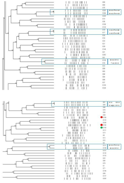 반려동물, 사람, 환경에서 CTX-14, -15, -55, CMY-2 E. coli의 PFGE dendrogram