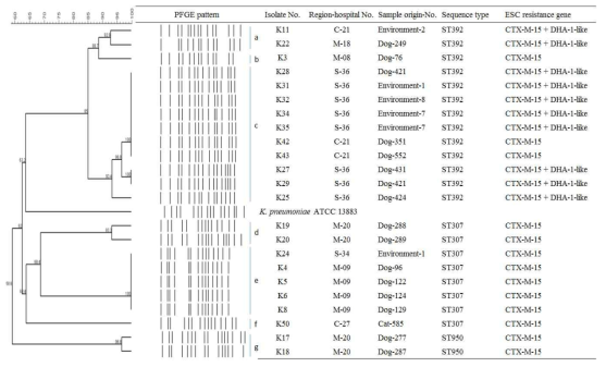 CTX-M-15와 DHA-1 K. pneumoniae의 PFGE, MLST 및 임상적 특성