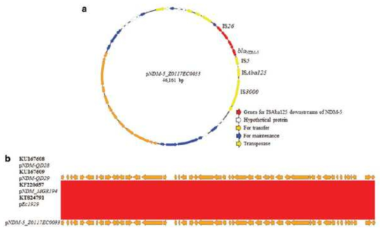 Carbapenem 내성 대장균에서 NDM-5를 포함하는 Plasmid의 염기서열 분석