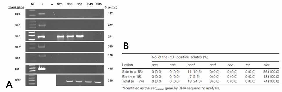 A: PCR을 이용한 staphylococcal enterotoxin A (sea), B (seb), C (sec), D (sed), E (see), toxin shock syndrome toxin-1 (tst), S. intermedius exfoliative toxin (siet) 검사 그림 B: SEs, TSST-1, 및 SIET 의 유전자 유병율