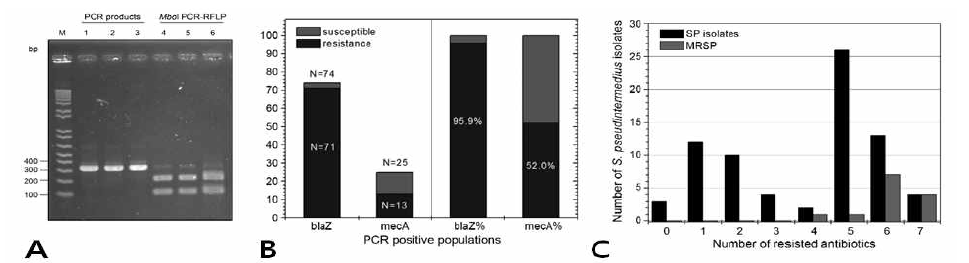 A: PCR-RFLP법을 이용한 Staphylococcus pseudintermedius의 분리 동정, 그림 B: 분리된 Staphylococcus pseudintermedius 중 mecA 와 blaZ와 oxacillin 및 penicillin 저항성 분석, 그림 C: 분리된 Staphylococcus pseudintermedius 중 다제내성균에 대한 분석
