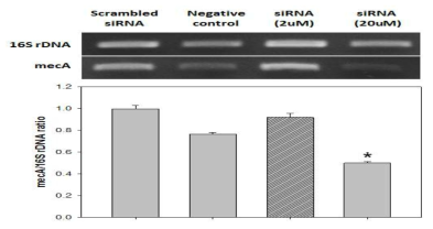 siRNA 처리 후 mecA gene 발현 정량평가 결과