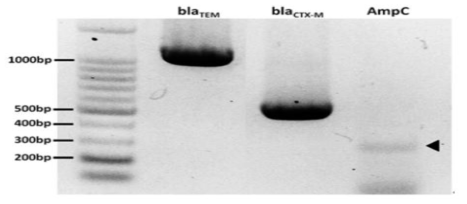 길고양이에서 분리된 Enterobacter cloacae의 내성유전자 보유 현황
