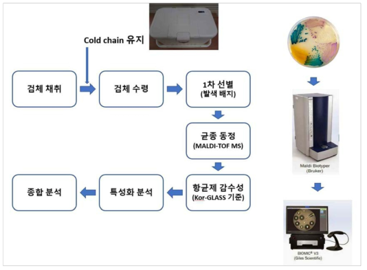 MRSA & ESBL 선별 과정