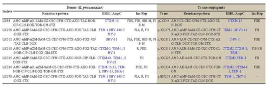 반려동물 임상검체에서 분리된 광범위 세팔로스포린 내성유전자 보유 Klebsiella pneumoniae의 플라스미드 전달시험