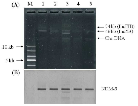 (A) Plasmid DNAs extracted from wild type and transconjugants. (B) Southern hybridization with the blaNDM-5. Lanes 1, Escherichia coli wild type strain EC033 harboring blaNDM-5; 2, pJC033; 3, pJC020; 4, pJC211; 5, pJC845; M, 1 kb DNA ladder marker