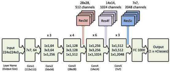 ResNet 50 모델 구조도