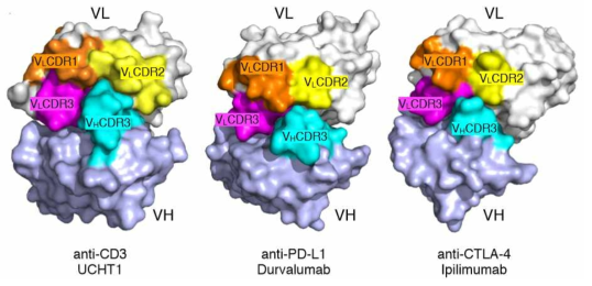 Natural “Knob-into-Hole” structure in VH and VL complex