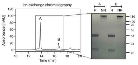 SDS-PAGE analysis for ACE-05 mis-folding oligomer (aggregates)