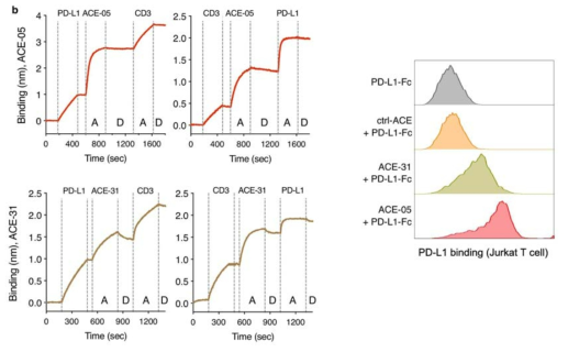 ACE-05, ACE-31 이중항체의 PD-L1과 CD3에 동시결합 능력 확인