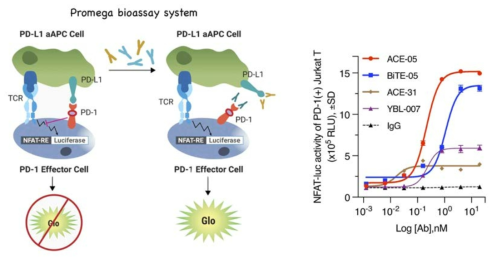 ACE-05의 PD-L1/PD-1 blockade 능력평가 (T cell re-activation)