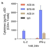 이중항체에 의하여 활성화된 CD4+ T cell에서 분비되는 cytokine level