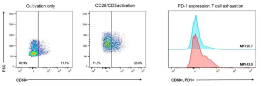 CD3/CD28 처리에 따른 T 세포의 exhaustion 확인 (PD-1 expression)