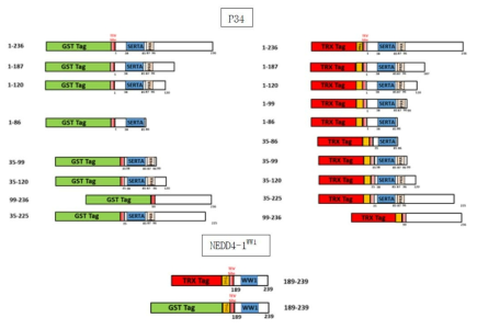 p34 단백질과 NEDD4-1WW1 단백질의 constructs design